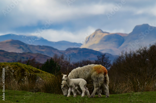 Mountain Lamb