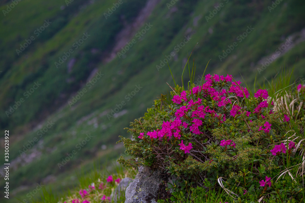 Obraz premium Mountain landscape with rhododendron flower