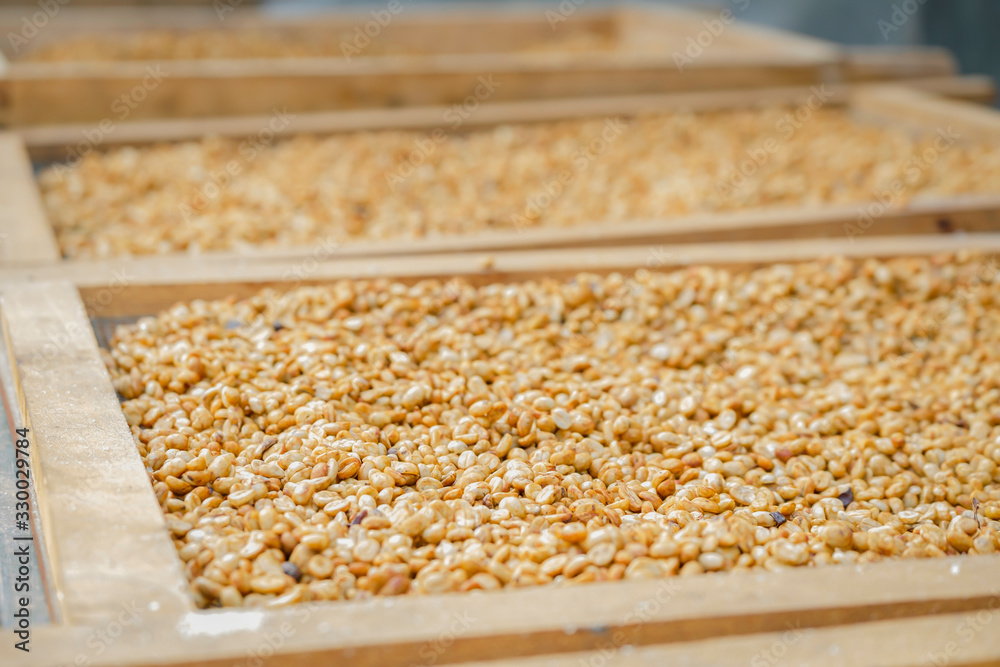 Arabica drying coffee beans, honey process in sunlight, fermentation and wash in organic farm production Arabica drying coffee beans, honey process in sunlight, fermentation and wash in organic farm production
