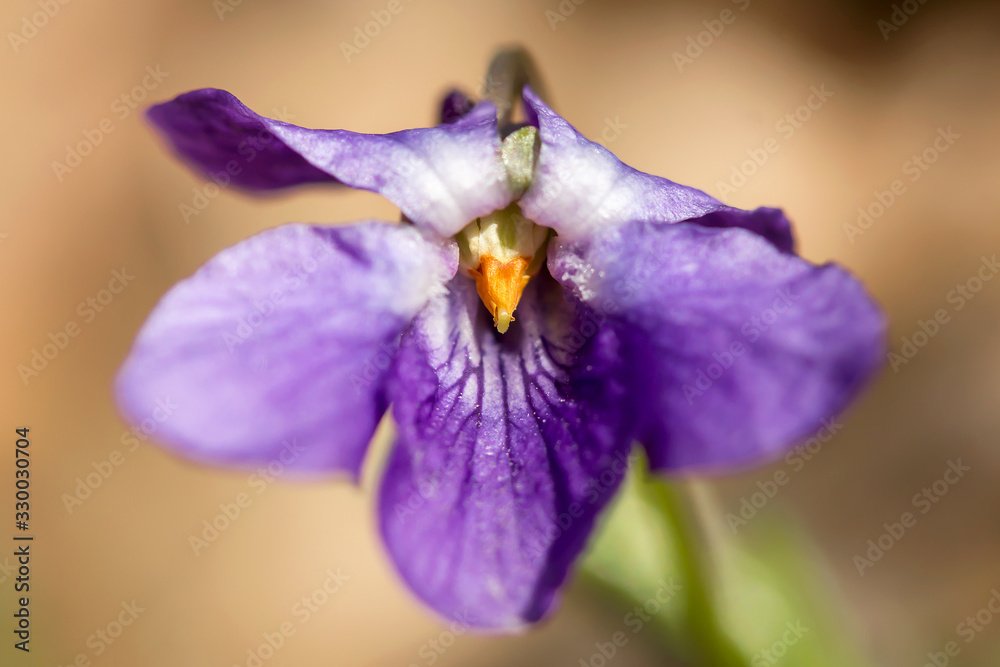Εκτύπωση καμβά Wood violet (Viola odorata) or sweet violet, English violet, common or garden vi