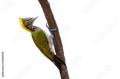 Greater Yellownape bird on white background. photo