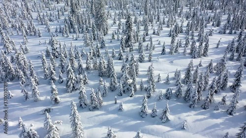 Aerial view of Lapland. The drone view of winter forest in Lapland, Finland  photo