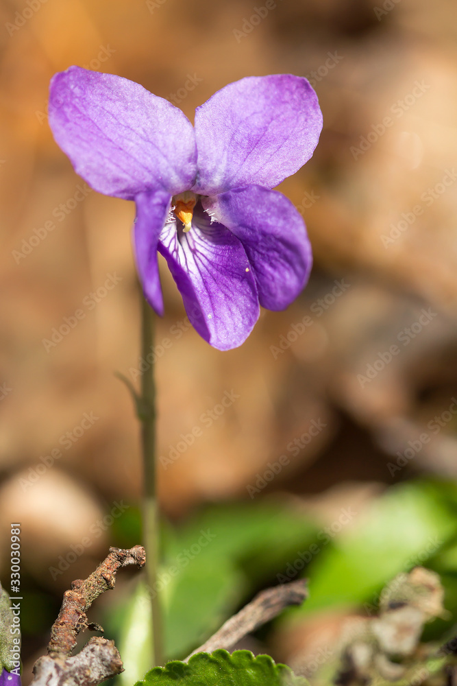 Wood violet (Viola odorata) or sweet violet, English violet, common or garden violet native to Europe, hardy herbaceous flowering perennial with scented flowers and heart shaped leaf