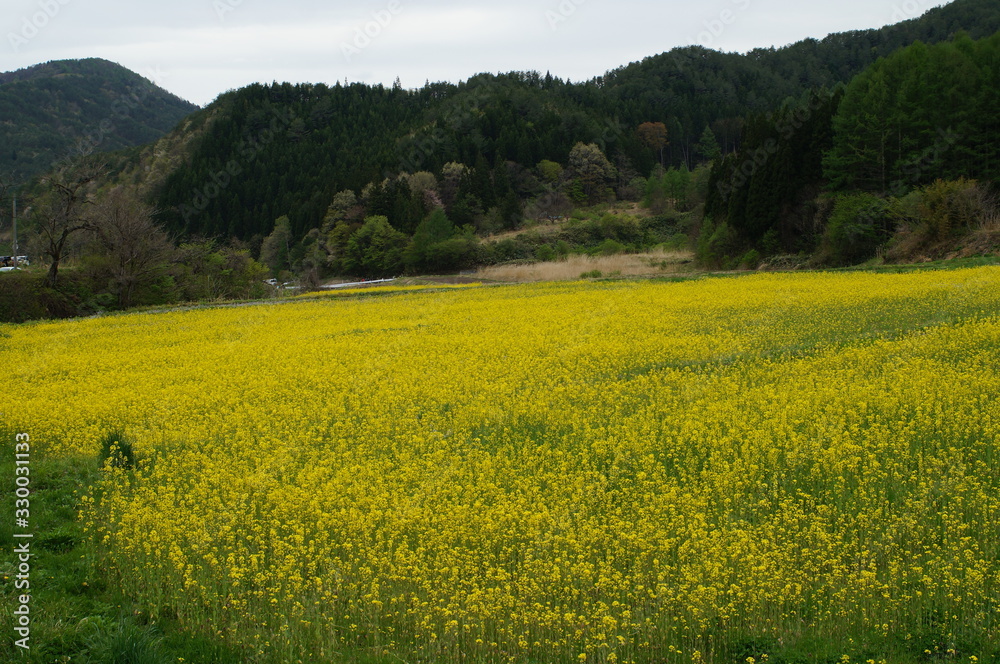 Rape blossoms blooming in spring Rape blossoms blooming in spring