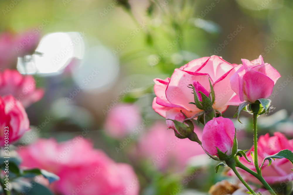 Fototapeta premium Beautiful pink roses flower in the garden