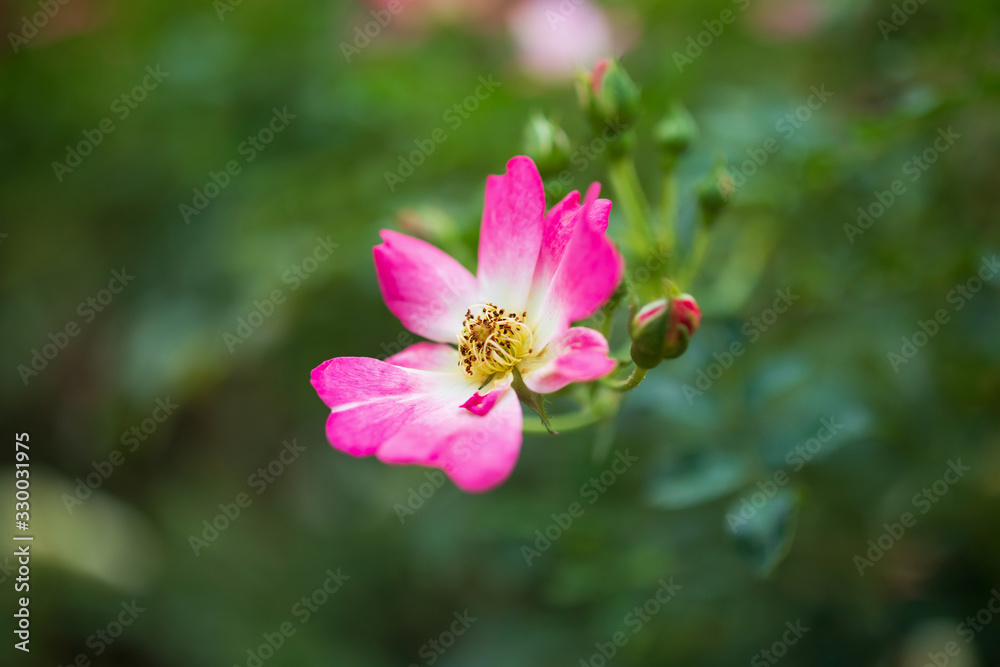 Beautiful colorful pink roses flower in the garden Beautiful colorful pink roses flower in the garden