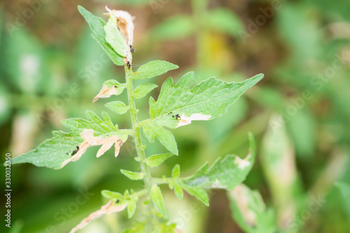 Tomatoes plant with disease on leaves in vegetable garden © Kwangmoozaa