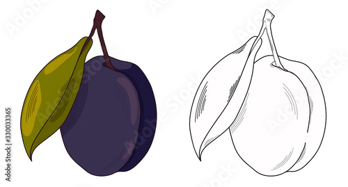 Vector illustration of plums on white background. Organic Vegetarian Products. Set of plum symbols applicable to restaurant or package menus, labels, poster, print. Colored plum on a white background.