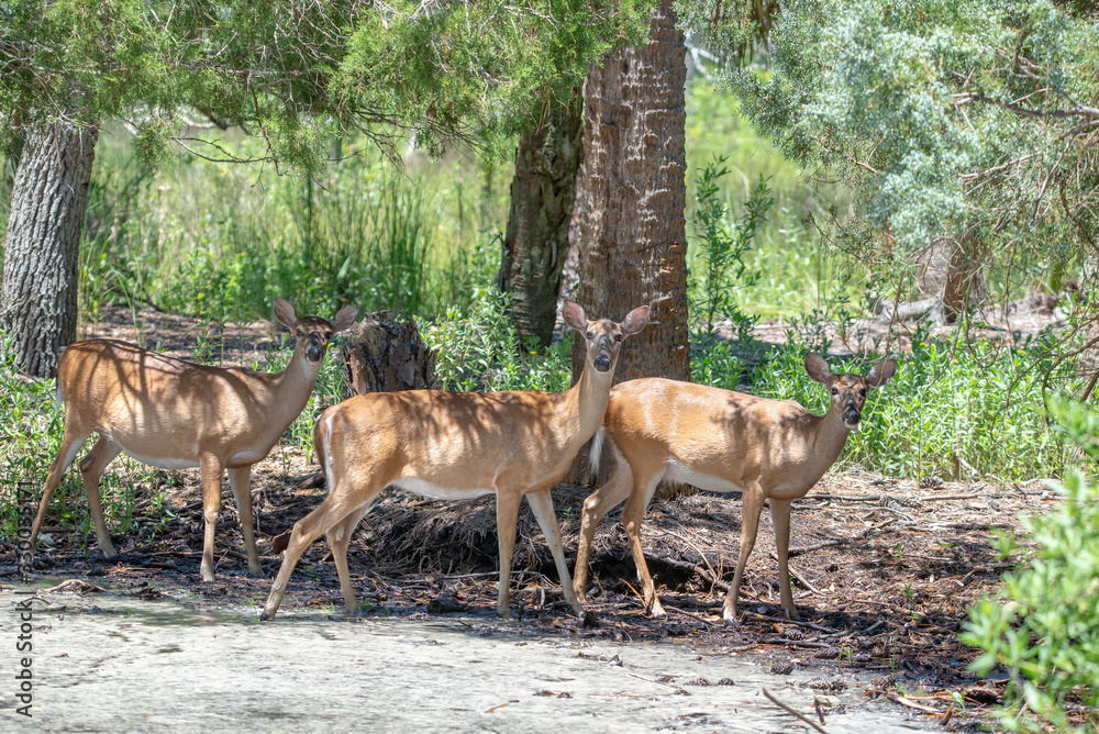 Obraz premium doe white tail deer on hunting island state park south carolina