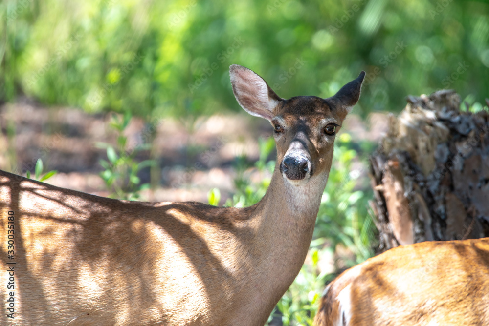 Obraz premium doe white tail deer on hunting island state park south carolina