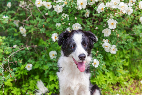 Outdoor portrait of cute smilling puppy border collie sitting on park or garden flower background. New lovely member of family little dog on a walk. Pet care and funny animals life concept. © Юлия Завалишина