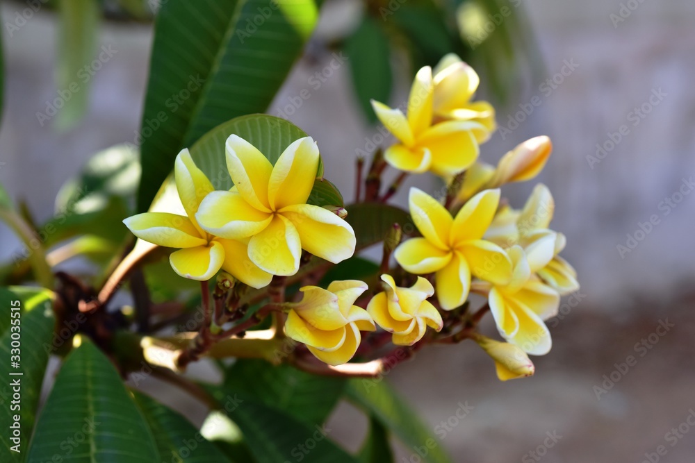 group of yellow white and pink flowers (Frangipani, Plumeria) White and yellow frangipani flowers with leaves in background.Plumeria flower blooming group of yellow white and pink flowers (Frangipani, Plumeria) White and yellow frangipani flowers with leaves in background.Plumeria flower blooming