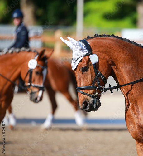 Dressage horse brown with bridle in the head portrait on the tournament ground.. © RD-Fotografie