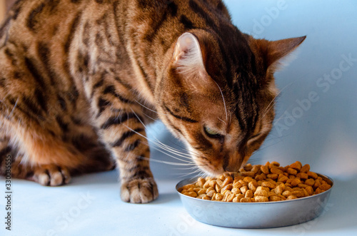 Cat eat dry food from a cup