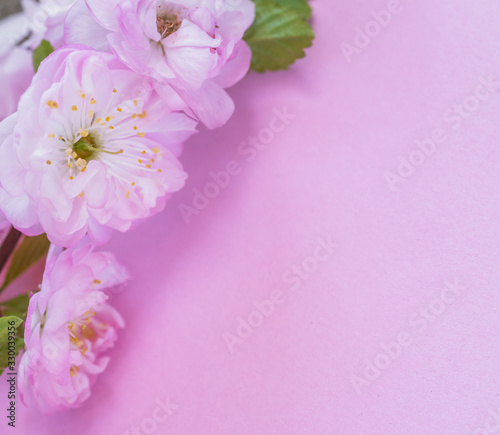 Violet paper blank and beautiful flowers of almond plant on it. © volff