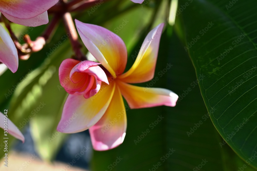 Fototapeta premium Colorful flowers in the garden.Plumeria flower blooming.Beautiful flowers in the garden Blooming in the summer.