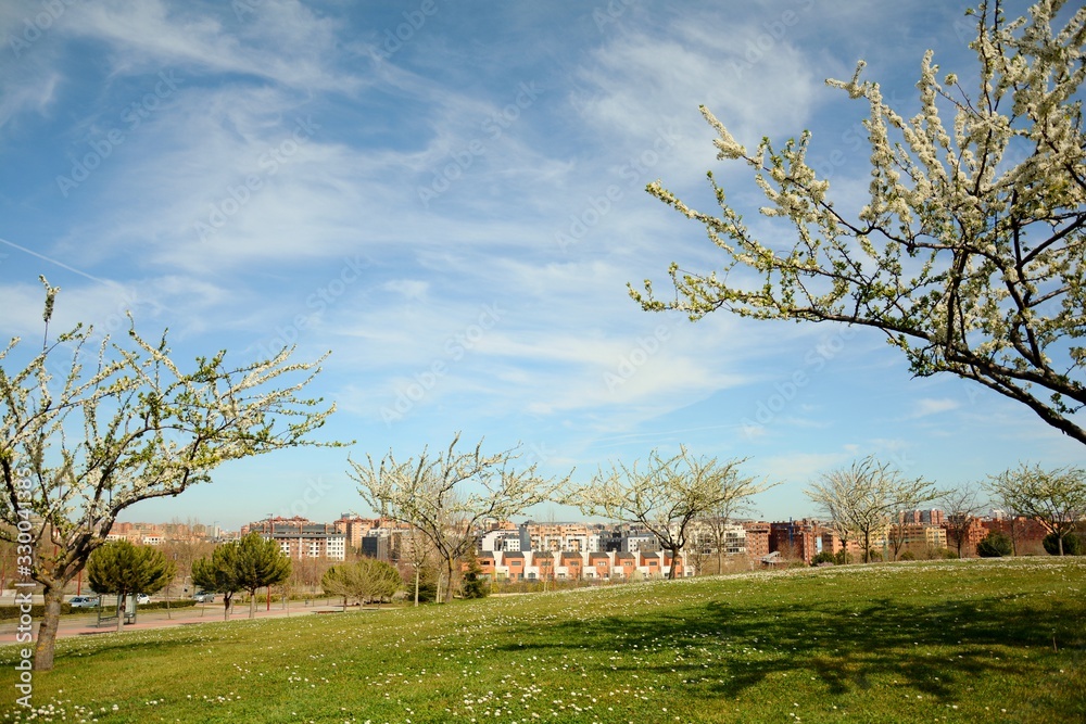 Obraz premium landscape with trees and buildings