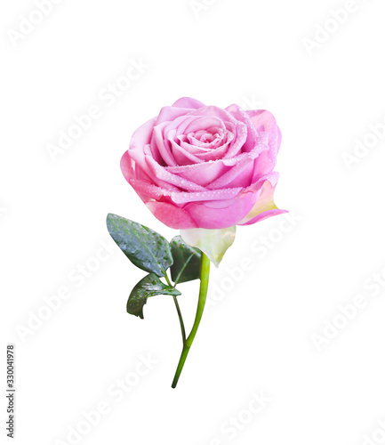 Pink rose flower with water drops , green stem and leaves  in vertical shaped isolated on white background , clipping path