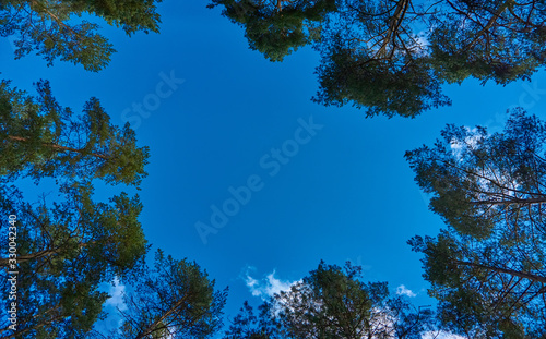 The tops of the pines shot from below, against a backdrop of blue with clouds of sky