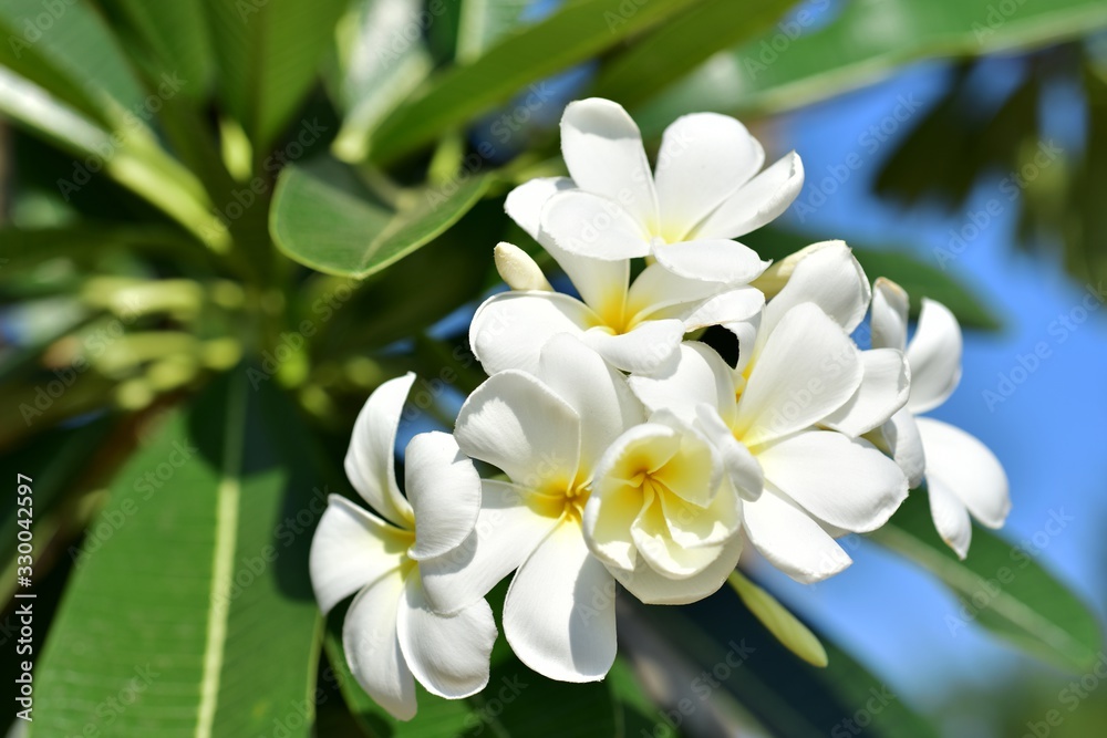 Colorful flowers in the garden.Plumeria flower blooming.Beautiful flowers in the garden Blooming in the summer.