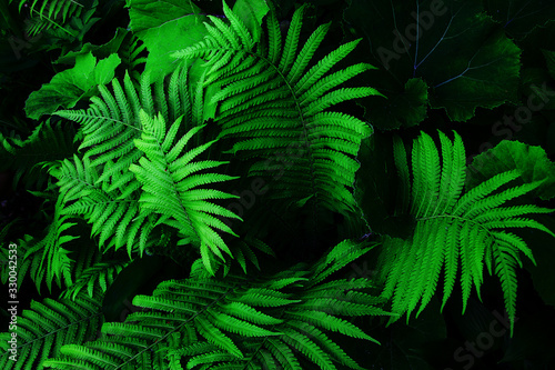 Natural green fern in the forest. Dark toning