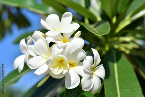 Colorful white flowers in the garden. Plumeria flower blooming.