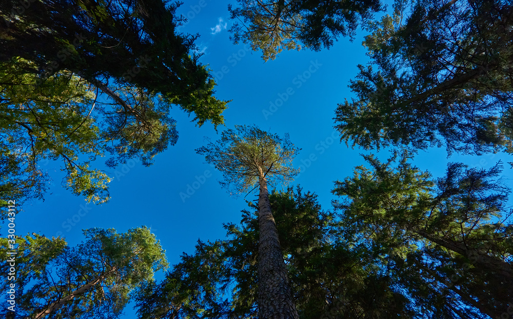 The tops of the pines shot from below, against a backdrop of blue with clouds of sky The tops of the pines shot from below, against a backdrop of blue with clouds of sky
