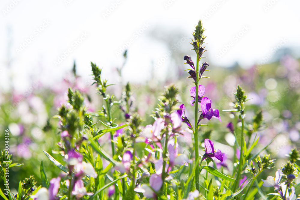 Fototapeta premium 春の花壇