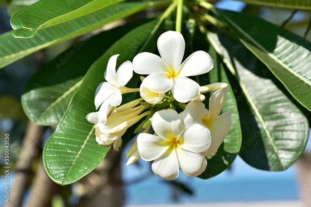 Obraz premium Colorful flowers in the garden.Plumeria flower blooming.Beautiful flowers in the garden Blooming in the summer.