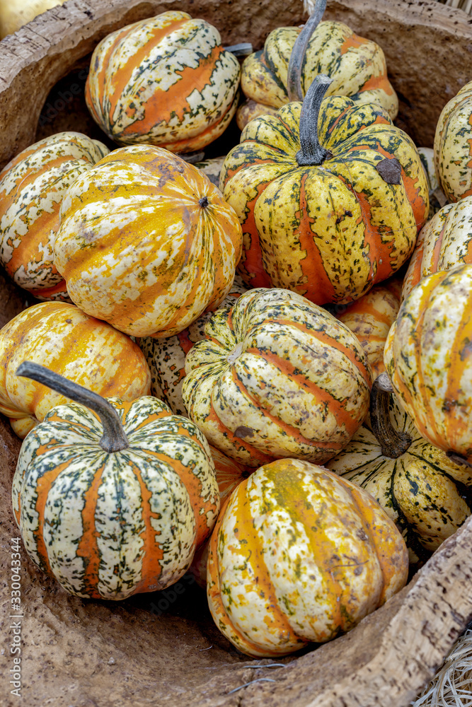 Beautiful and different varieties of squashes and pumpkins on rustic cork basket. Autumn rustic scene. Selective focus. Closeup.