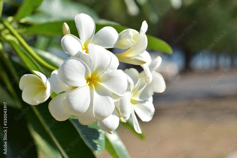 Colorful flowers in the garden.Plumeria flower blooming.Beautiful flowers in the garden Blooming in the summer. Colorful flowers in the garden.Plumeria flower blooming.Beautiful flowers in the garden Blooming in the summer.