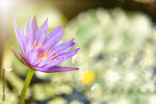 Purple lotus flower or water lily. The background is lotus leaf in a pond Beautiful sunlight and sunshine in the morning. Soft selected focus