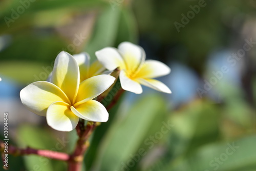 Colorful flowers in the garden.Plumeria flower blooming.Beautiful flowers in the garden Blooming in the summer.