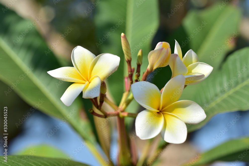 Fototapeta premium Colorful flowers and morning sunshine 