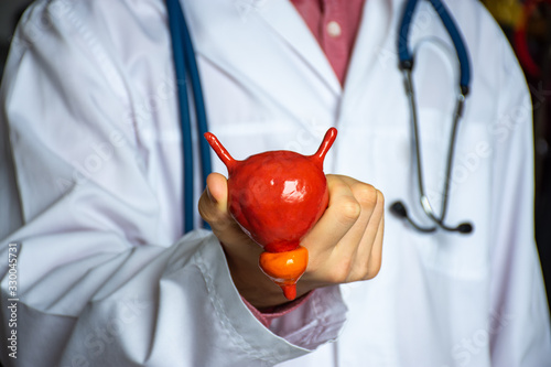 Concept photo of study or diagnosis in urology. Doctor in white holds in his hand model of human urinary bladder with prostate, showing patient looks like the organ itself and its normal anatomy