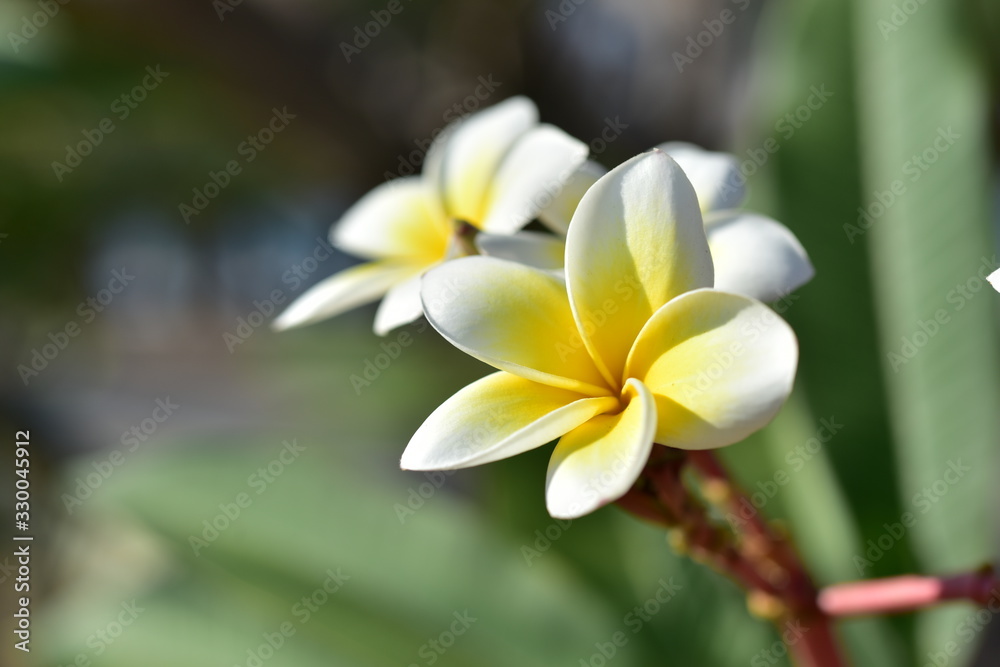Colorful flowers in the garden.Plumeria flower blooming.Beautiful flowers in the garden Blooming in the summer. Colorful flowers in the garden.Plumeria flower blooming.Beautiful flowers in the garden Blooming in the summer.