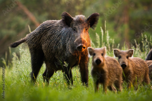 Family of wild boar, sus scrofa,s with young piglets on summer meadow at sunset. Herd of wild animals in last sun rays in nature. Attentive mammals looking to camera.