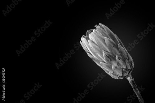 Monochrome photo of Protea magnifica, the queen of south african flowers, minimalist art photo