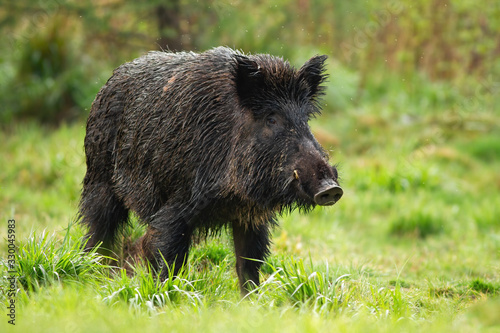 Dangerous wild boar, sus scrofa, male with white tusks on green meadow from front view in summer. Threatening wild animal with black fur wet from morning dew. Mammal in nature.