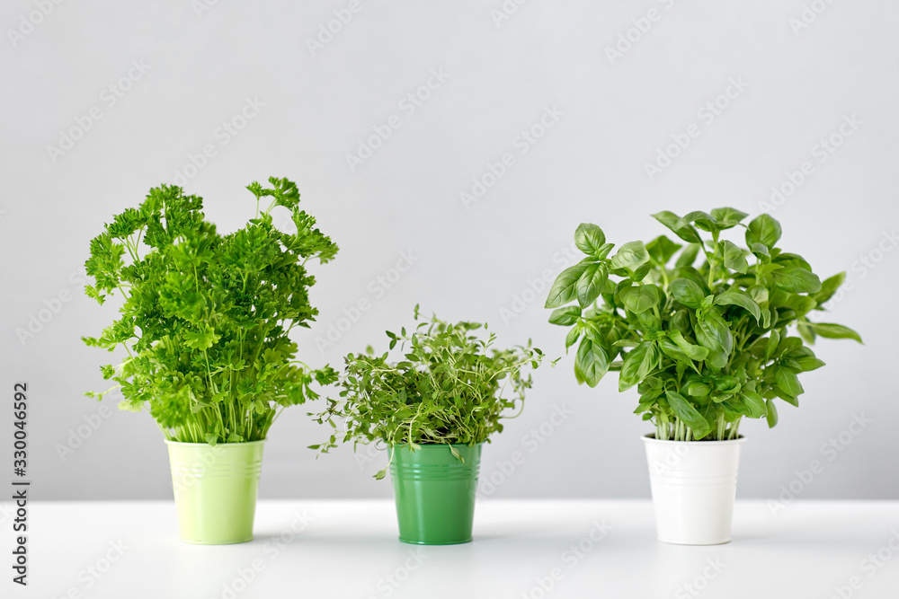 healthy eating, gardening and herbs concept - green parsley, basil and thyme in pots on table - obrazy, fototapety, plakaty 