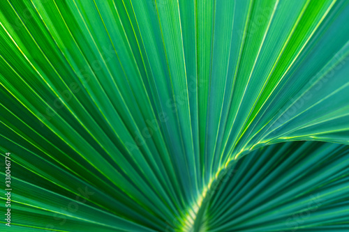Green lush palm trees  macro background. Macro photo palm leaf.
