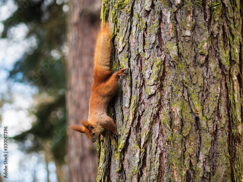 Cute curious red squirrel on the tree trunk © Solomiia