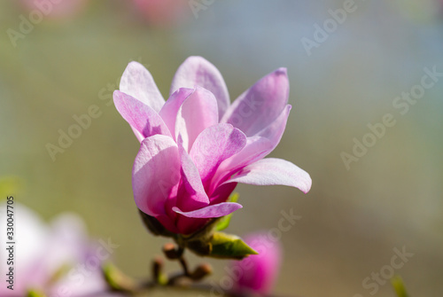 Magnolia bloomed in the spring