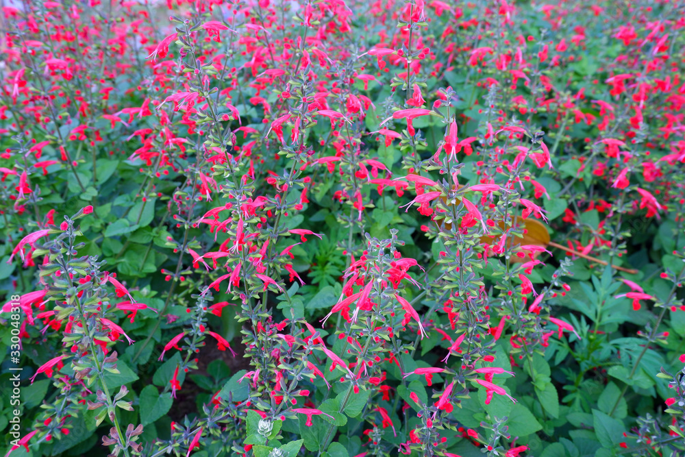 The red salvia flowers are blooming as in the garden. Salvia roemeriana in commonly known as cedar sage or dwarf crimson-flowered sage.