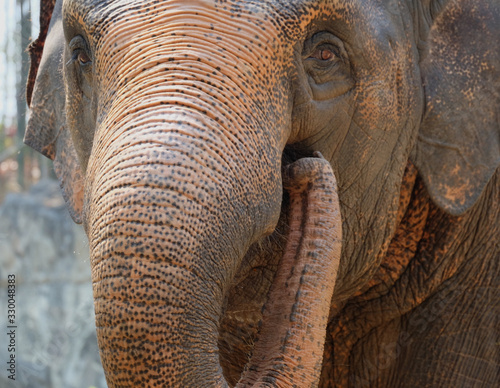 Funny playful Elephant closeup in Chiang Mai, Thailand