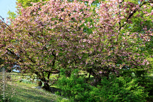 Verbania (VCO), Italy - April 01, 2017: Villa Taranto botanical gardens, Verbania, Piedmont, Italy