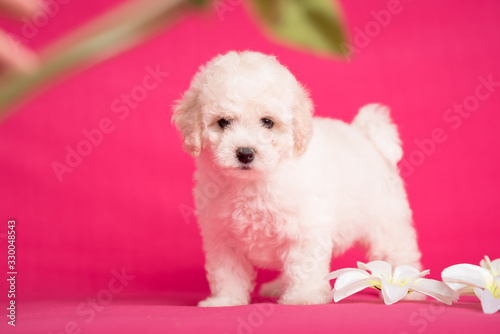 White Bichon puppy on a pink background with flowers.