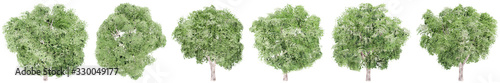 Set or collection of green elm trees isolated on white background. Concept or conceptual 3d illustration for nature  ecology and conservation  strength and endurance  force and life