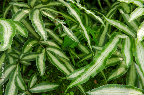 Pteris cretica is named Cretan brake, ribbon fern, table fern or Cretan brake fern. This fern is a group of Pteridaceae. photo