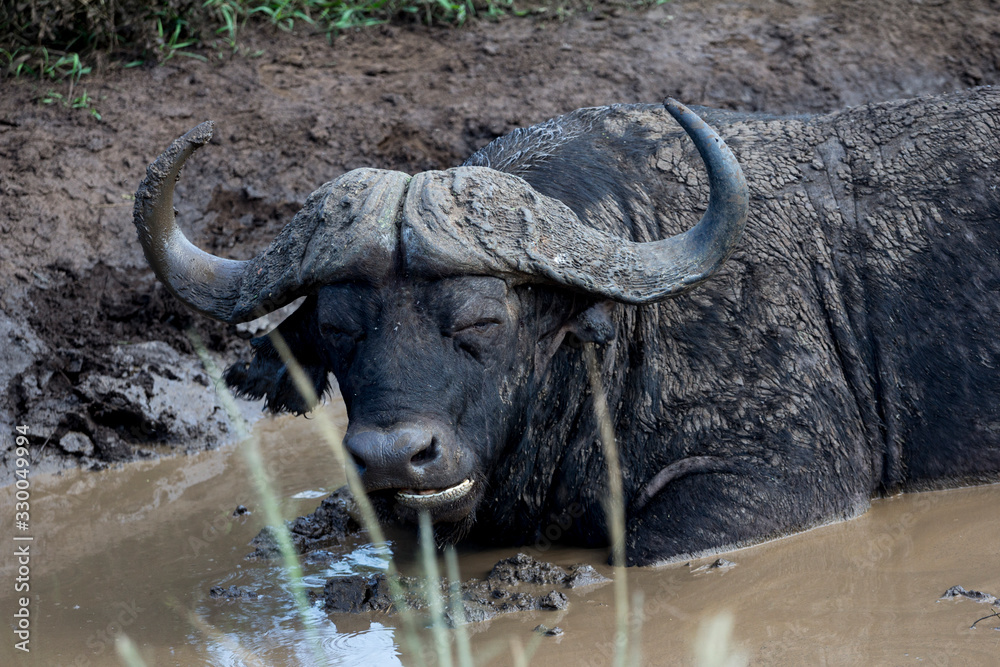 Naklejka premium Buffalo in the mud spa, Hluhluwe-Imfolozi Park, KwaZulu-Natal, South Africa